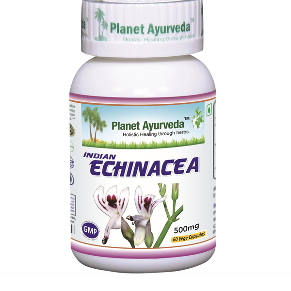 INDICKÁ ECHINACEA - Právenka latnatá